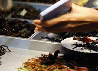 Novel Food, per coleotteri e aracnidi al ristorante serve il disco verde dell’Ue